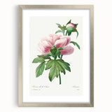 Neoclassical Art Print: Peony Flower - Elegant Botanical Wall Art