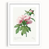 Neoclassical Art Print: Peony Flower - Elegant Botanical Wall Art