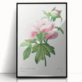 Neoclassical Art Print: Peony Flower - Elegant Botanical Wall Art