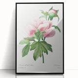 Neoclassical Art Print: Peony Flower - Elegant Botanical Wall Art