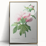 Neoclassical Art Print: Peony Flower - Elegant Botanical Wall Art