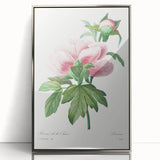 Neoclassical Art Print: Peony Flower - Elegant Botanical Wall Art