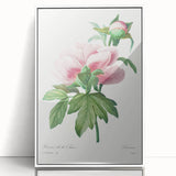 Neoclassical Art Print: Peony Flower - Elegant Botanical Wall Art