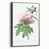 Neoclassical Art Print: Peony Flower - Elegant Botanical Wall Art