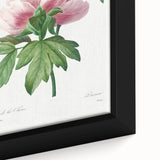 Neoclassical Art Print: Peony Flower - Elegant Botanical Wall Art