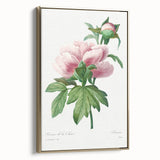 Neoclassical Art Print: Peony Flower - Elegant Botanical Wall Art