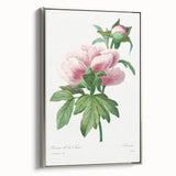 Neoclassical Art Print: Peony Flower - Elegant Botanical Wall Art
