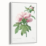 Neoclassical Art Print: Peony Flower - Elegant Botanical Wall Art