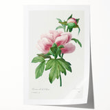 Neoclassical Art Print: Peony Flower - Elegant Botanical Wall Art