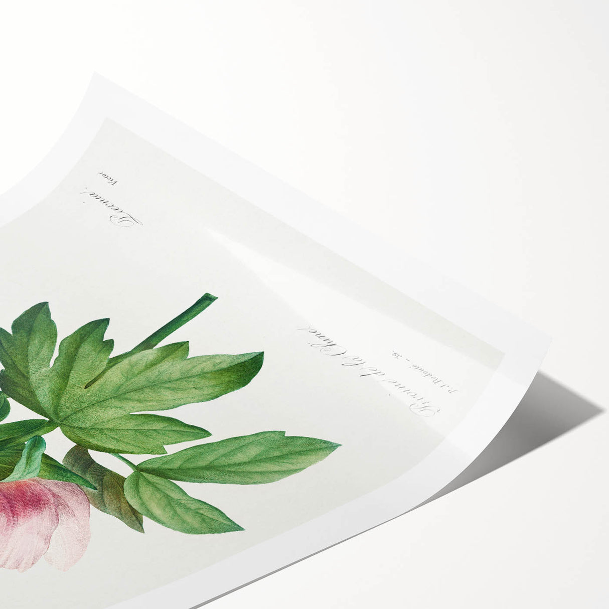 Neoclassical Art Print: Peony Flower - Elegant Botanical Wall Art