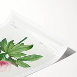 Neoclassical Art Print: Peony Flower - Elegant Botanical Wall Art
