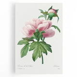 Neoclassical Art Print: Peony Flower - Elegant Botanical Wall Art