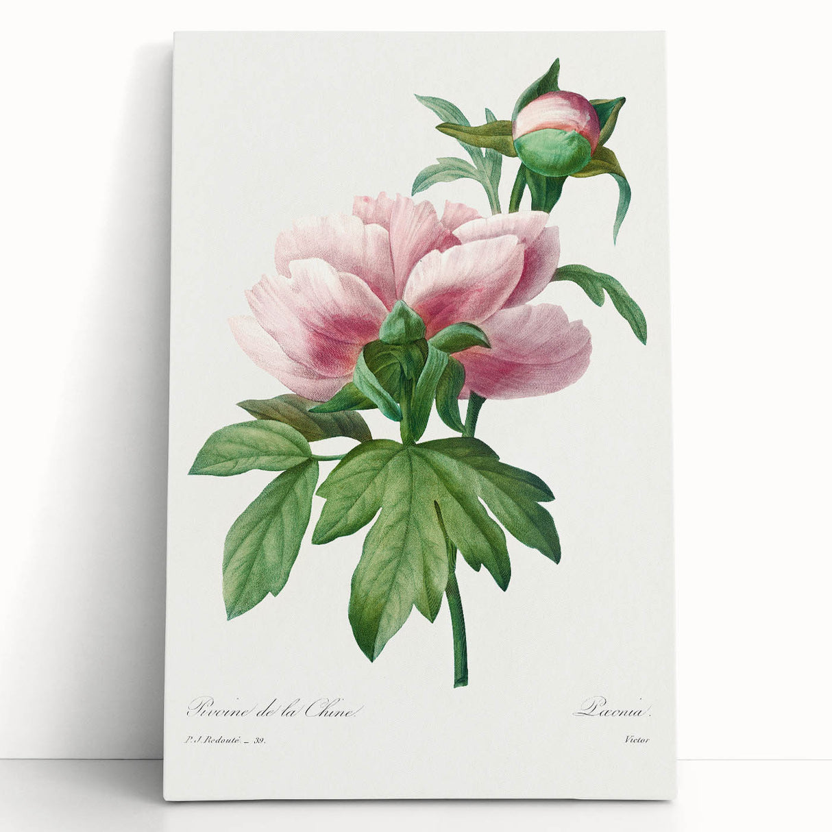 Neoclassical Art Print: Peony Flower - Elegant Botanical Wall Art