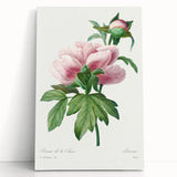 Neoclassical Art Print: Peony Flower - Elegant Botanical Wall Art