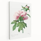 Neoclassical Art Print: Peony Flower - Elegant Botanical Wall Art