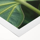 Art deco poster featuring close-up floral designs in pastel shades on rolled canvas.