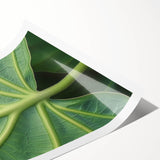 Extra large wall art featuring line art flowers in black and white on a rolled print, ideal for large living room decor.