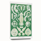 Platodes Modern Wall Art – Scientific Natural Illustration