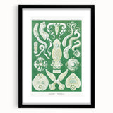 Platodes Modern Wall Art – Scientific Natural Illustration