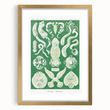 Platodes Modern Wall Art – Scientific Natural Illustration