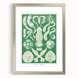 Platodes Modern Wall Art – Scientific Natural Illustration