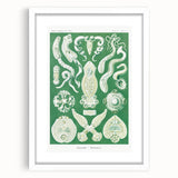 Platodes Modern Wall Art – Scientific Natural Illustration