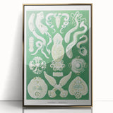 Platodes Modern Wall Art – Scientific Natural Illustration