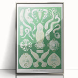 Platodes Modern Wall Art – Scientific Natural Illustration