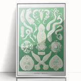 Platodes Modern Wall Art – Scientific Natural Illustration