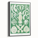 Platodes Modern Wall Art – Scientific Natural Illustration