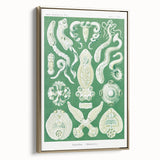 Platodes Modern Wall Art – Scientific Natural Illustration