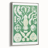 Platodes Modern Wall Art – Scientific Natural Illustration