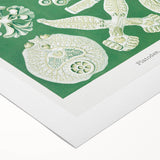 Platodes Modern Wall Art – Scientific Natural Illustration