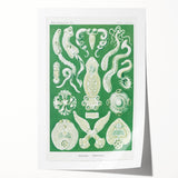 Platodes Modern Wall Art – Scientific Natural Illustration