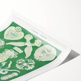 Platodes Modern Wall Art – Scientific Natural Illustration