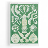 Platodes Modern Wall Art – Scientific Natural Illustration