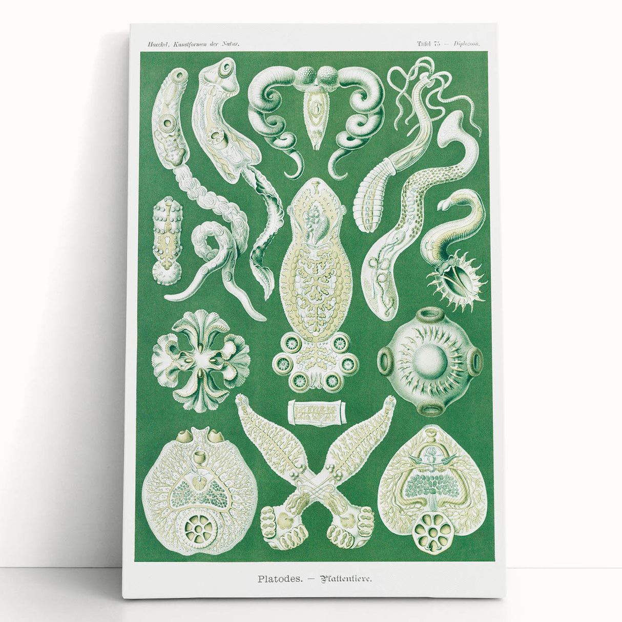 Platodes Modern Wall Art – Scientific Natural Illustration