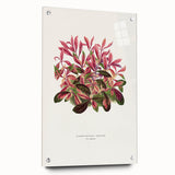 Romanticism Art: Alternanthera Leaf Botanical Canvas Print