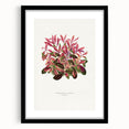 Romanticism Art: Alternanthera Leaf Botanical Canvas Print
