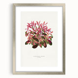 Romanticism Art: Alternanthera Leaf Botanical Canvas Print