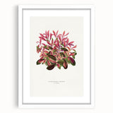 Romanticism Art: Alternanthera Leaf Botanical Canvas Print