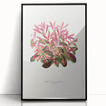 Romanticism Art: Alternanthera Leaf Botanical Canvas Print