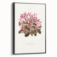 Romanticism Art: Alternanthera Leaf Botanical Canvas Print