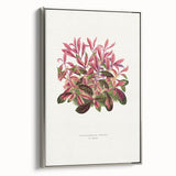 Romanticism Art: Alternanthera Leaf Botanical Canvas Print
