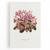 Romanticism Art: Alternanthera Leaf Botanical Canvas Print