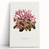 Romanticism Art: Alternanthera Leaf Botanical Canvas Print