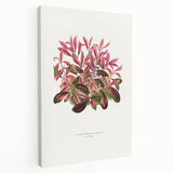 Romanticism Art: Alternanthera Leaf Botanical Canvas Print