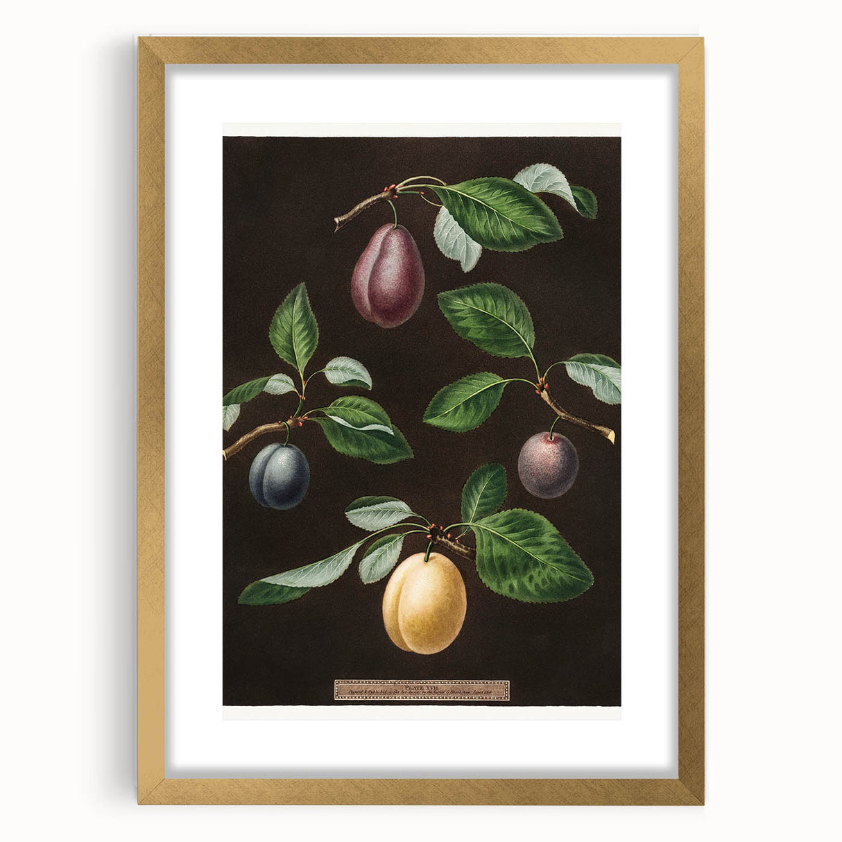 Extra large abstract art print featuring textured fruits in vibrant colors, framed in gold, ideal for living room decor.