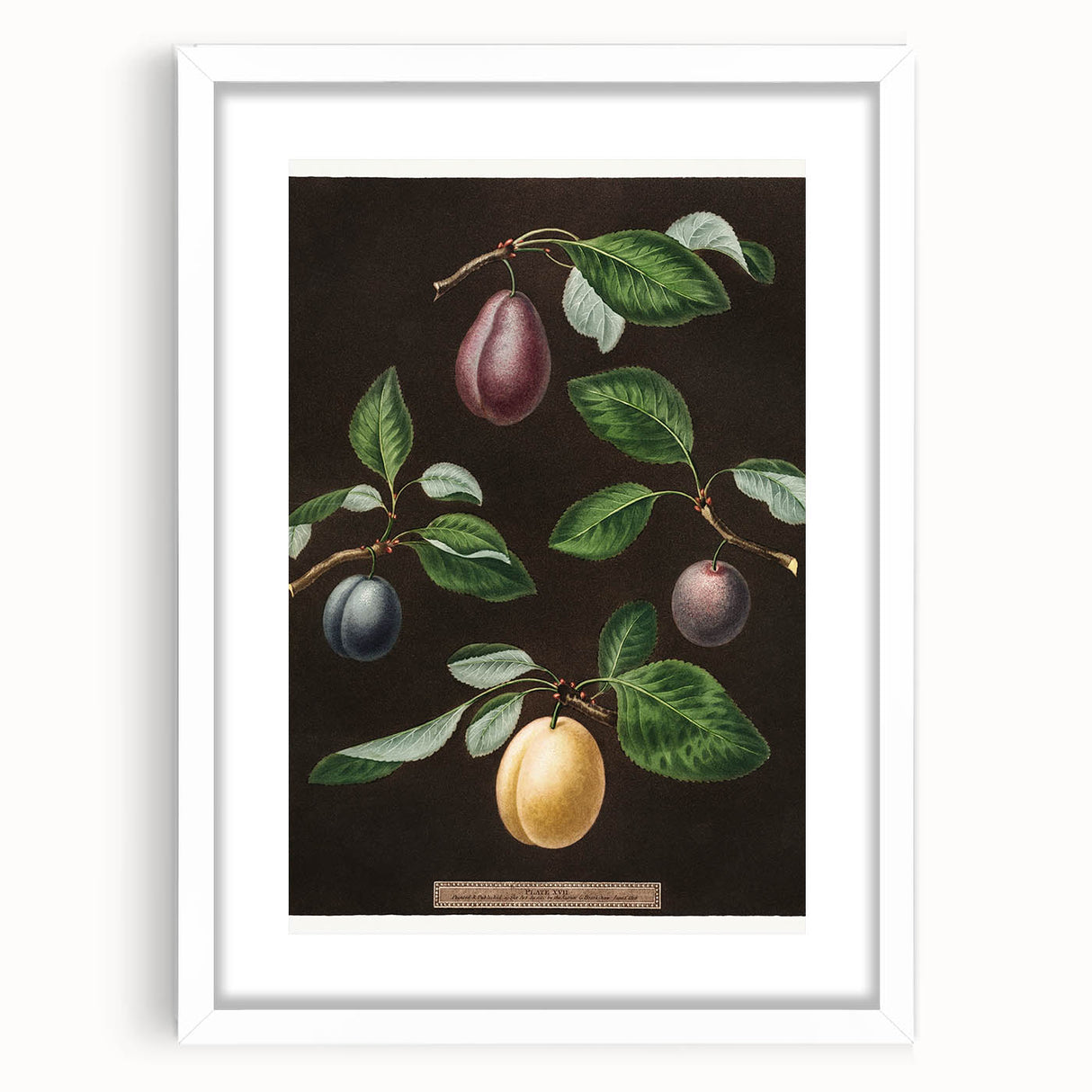 Abstract art print of assorted fruits in vibrant colors on a white framed mat, suitable for dining room decor.