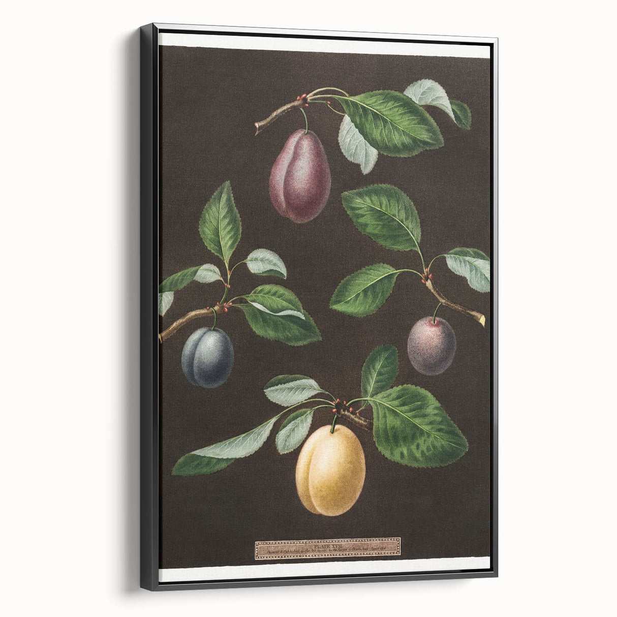 Black and white framed canvas of vintage fruit illustrations, ideal for bedroom wall art.